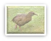 Weka Animal